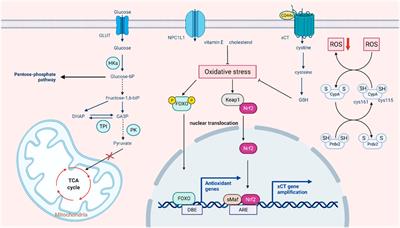 Modulation of redox homeostasis: A strategy to overcome cancer drug resistance